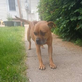 Sable D69745 -  Boxer Dog for Adoption in Minnetonka, Minnesota - Sable D69745 | PetCurious