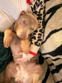 Hansen -  Pit Bull Terrier Dog for Adoption in Arlee, Montana - Hansen | PetCurious