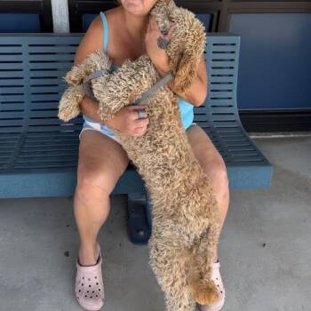 Amber -  Poodle Dog for Adoption in Sonoma, California - Amber | PetCurious