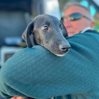 Edgar -  Black Labrador Retriever and Poodle Dog for Adoption in Campton Hills, Illinois - Edgar | PetCurious