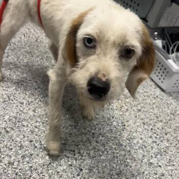Terrier Dogs Available for Adoption in Birmingham, Alabama - Ernie | PetCurious