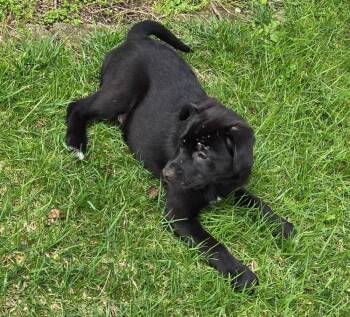 Terrier Dogs Available for Adoption in South Bend, Indiana - Ace | PetCurious