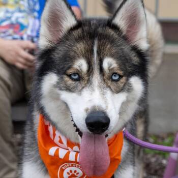 Iris D11168 -  Alaskan Malamute and Husky Dog for Adoption - Iris D11168 | PetCurious
