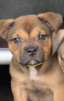 Mixed Breed Dogs Available for Adoption in Copiague, New York - Celery | PetCurious