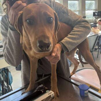 Rescue Mixed Breed Dogs for Adoption in Huntington, West Virginia - Ritchie Stray Hold 11/22 | PetCurious