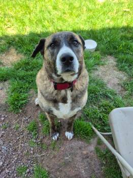 Jerry Turk -  German Shepherd Dog and Anatolian Shepherd Dog for Adoption in Ashland, Wisconsin - Jerry Turk | PetCurious