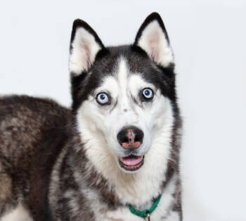 Rescue Siberian Husky Dogs for Adoption in San Luis Obispo, California - Noble | PetCurious