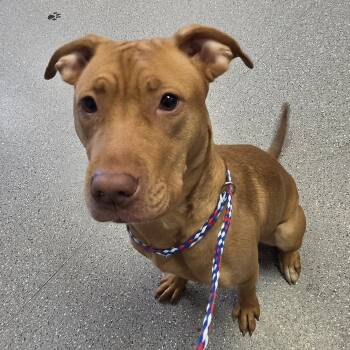 Pit Bull Terrier Dogs Available for Adoption in Watertown, New York - Ginger | PetCurious