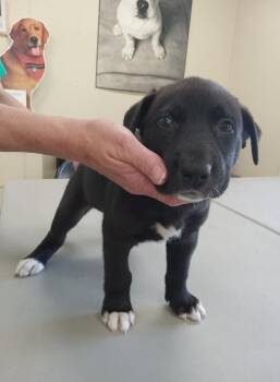Butternut -  Black Labrador Retriever and Husky Dog for Adoption in Austin, Minnesota - Butternut | PetCurious