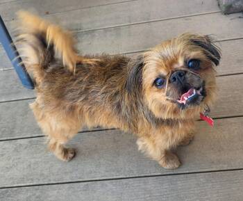 Gidget -  Brussels Griffon Dog for Adoption in Lisbon, Iowa - Gidget | PetCurious