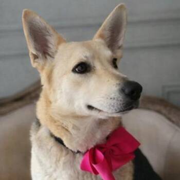 Shepherd Dogs Available for Adoption in Matteson, Illinois - Lacey | PetCurious
