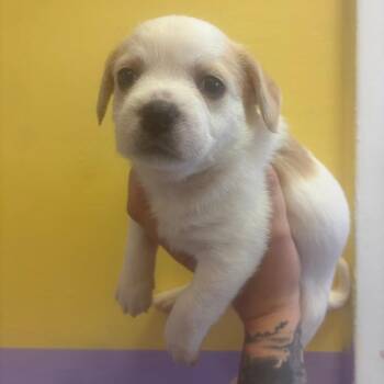 Billy -  Rat Terrier and Mixed Breed Dog for Adoption in Webster, Texas - Billy | PetCurious