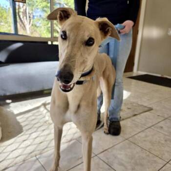 Rescue Greyhound Dogs for Adoption in Venice, Florida - Speedy Zooper (JJ) | PetCurious