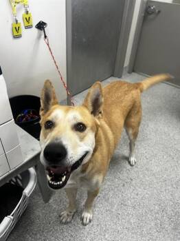 Carolina Dog and Mixed Breed Dogs Available for Adoption in Pasadena, Texas - HAPPY | PetCurious