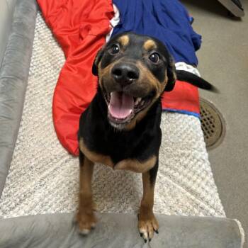 Bean fka Magic -  Mixed Breed and None Dog for Adoption in Rocky Mount, Virginia - Bean Fka Magic | PetCurious