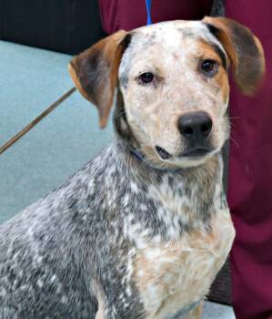 Thelma -  Bluetick Coonhound Dog for Adoption in Lexington, Virginia - Thelma | PetCurious