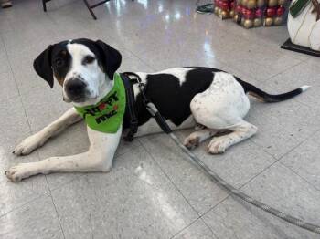 Frankie -  Coonhound Dog for Adoption in East Amherst, New York - Frankie | PetCurious