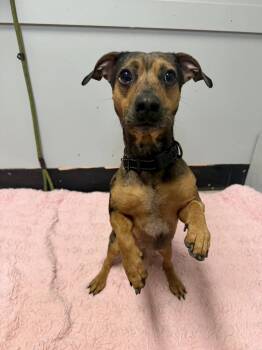 Dachshund and Pit Bull Terrier Dogs Available for Adoption - Blu | PetCurious