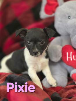 Shih Tzu and Jack Russell Terrier Dogs Available for Adoption - Pixie  | PetCurious