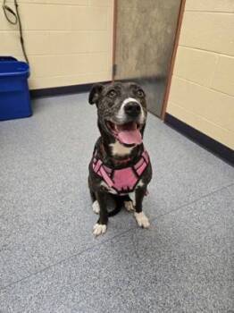 Staffordshire Bull Terrier and Mixed Breed Dogs Available for Adoption in Westland, Michigan - Avocado | PetCurious