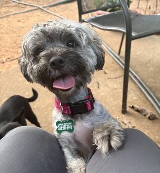 Sabrina -  Shih Tzu Dog for Adoption in Atlanta, Georgia - Sabrina | PetCurious