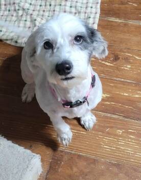 West Highland White Terrier Westie Dogs Available for Adoption - Westie | PetCurious