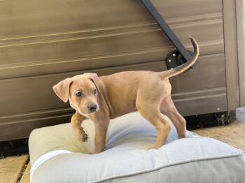 Doberman Pinscher and Pit Bull Terrier Dogs Available for Adoption in Lincoln, California - Royce | PetCurious