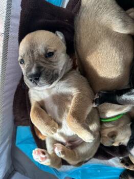 Pit Bull Terrier and Mixed Breed Dogs Available for Adoption - Skibidi | PetCurious