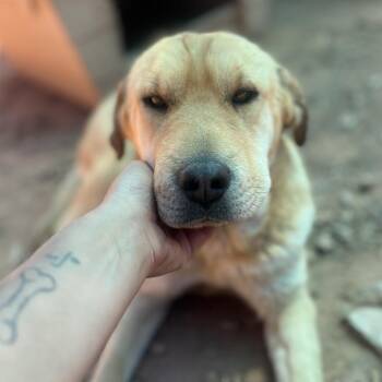Sony -  Shar Pei Dog for Adoption in Moab, Utah - Sony | PetCurious