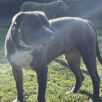 Butch -  Mixed Breed Dog for Adoption in Winston-salem, North Carolina - Butch | PetCurious