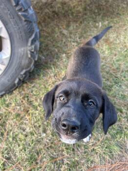 Black Mouth Cur and Terrier Dogs Available for Adoption - Hazel | PetCurious