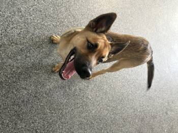 Rescue German Shepherd Dog Dogs for Adoption in Thompson, Manitoba - Max | PetCurious