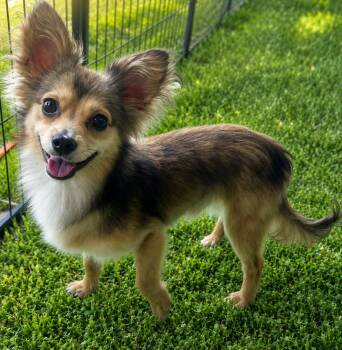 ODIN -  Papillon Dog for Adoption in Dallas, Texas - ODIN | PetCurious