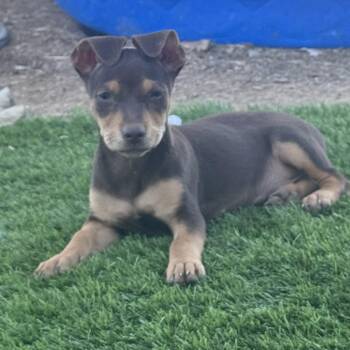 Ms. Cutie Pie Pisley -  Chihuahua and Miniature Dachshund Dog for Adoption in Ridgefield, Washington - Ms. Cutie Pie Pisley | PetCurious