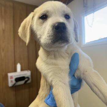 Mixed Breed Dogs Available for Adoption - Kaylee | PetCurious