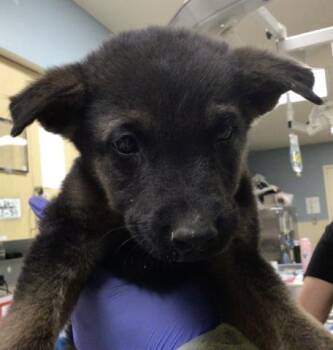 German Shepherd Dog Dogs Available for Adoption in Riverside, California - SLOTH | PetCurious