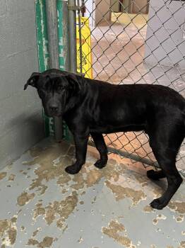 Rescue Black Labrador Retriever Dogs for Adoption in Stuart, Virginia - Prosper | PetCurious
