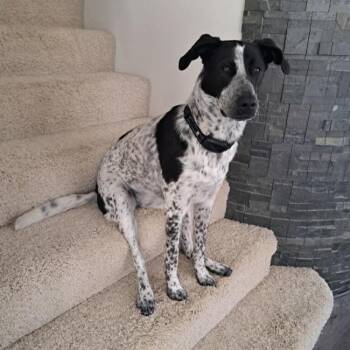 Cattle Dog and Dalmatian Dogs Available for Adoption in San Diego, California - Pebbles - Adopted! | PetCurious