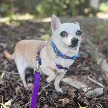 Marshmallow -  Chihuahua Dog for Adoption in Alafaya, Florida - Marshmallow | PetCurious