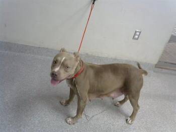 Rescue Staffordshire Bull Terrier Dogs for Adoption in Pasadena, Texas - EMMY | PetCurious