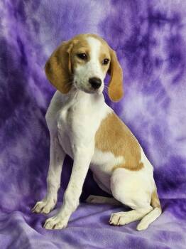 Rescue Hound Dogs for Adoption in East Sparta, Ohio - Shammy | PetCurious