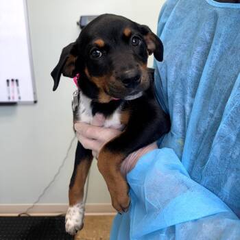 Willa -  Mixed Breed Dog for Adoption in Skokie, Illinois - Willa | PetCurious
