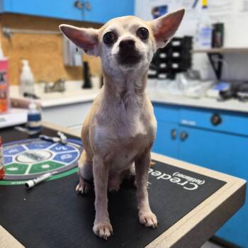 Papa Gus -  Chihuahua Dog for Adoption in Wahiawa, Hawaii - Papa Gus | PetCurious