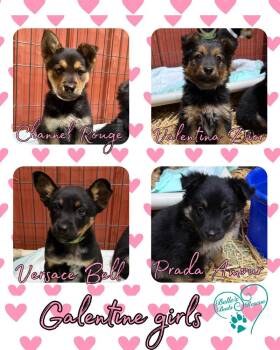 Mixed Breed Dogs Available for Adoption - Chanel Rouge | PetCurious