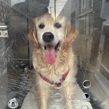 Hudson -  Golden Retriever Dog for Adoption in Philadelphia, Pennsylvania - Hudson | PetCurious