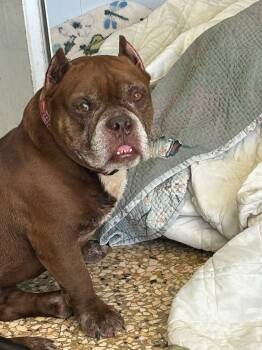 Charlie -  Bulldog Dog for Adoption in Albion, New York - Charlie | PetCurious