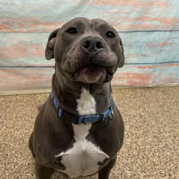 Pit Bull Terrier Dogs Available for Adoption - Cooper | PetCurious