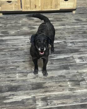 Rescue Australian Cattle Dog Blue Heeler Dogs for Adoption in Pflugerville, Texas - Remi | PetCurious