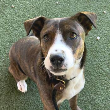 Terrier Dogs Available for Adoption - Leroy | PetCurious