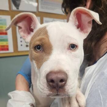 American Staffordshire Terrier Dogs Available for Adoption - Charming | PetCurious